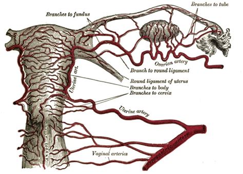 子宫腺肌症的最新疗法,子宫腺肌症的新治疗方法