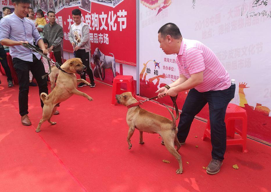 最新黄柱华骨嘴沙皮的特点与价值探究